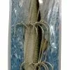 Sure Catch Stainless Steel Ganged Hook Sets